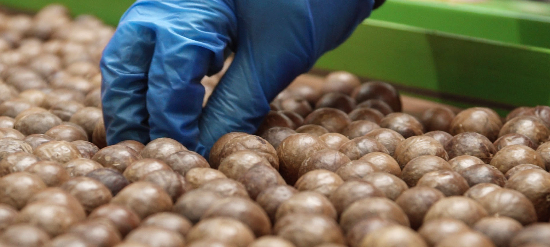 Macadamias in husk